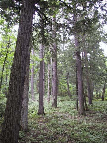 Hemlock Forest